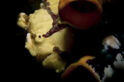 clown frogy,sulawesi,nikon d70 by Marco Wannenmacher 
